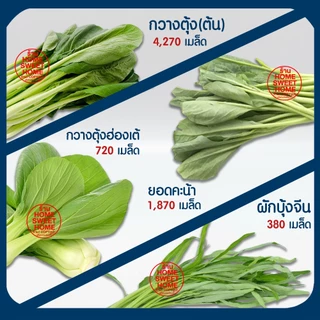 *โค้ดส่งฟรี* ฟองน้ำเพาะกล้า ฟองน้ำเพาะเมล็ด ฟองน้ำปลูกผัก ปลูกผักไฮโดรโปนิกส์ ปลูกผัก ไฮโดร ไฮโดรโปนิกส์ เนื้อละเอียด