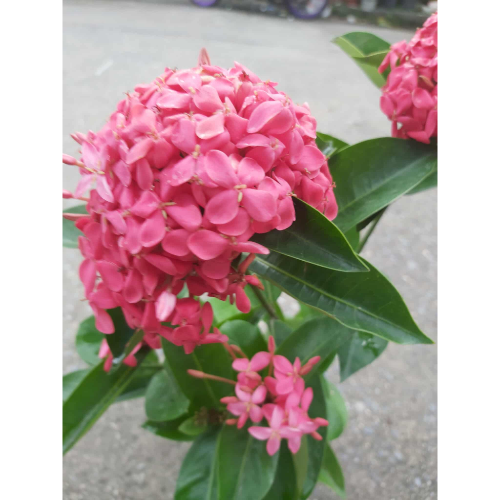 ต้นดอกเข็ม เข็มเศรษฐี สีแดง /ชมพู ดอกดก จัดส่งพร้อมกระถาง6/11นิ้วระหว่างขนส่งสินค้าเสียหายเคลมฟรีค่ะ🙏👌👍