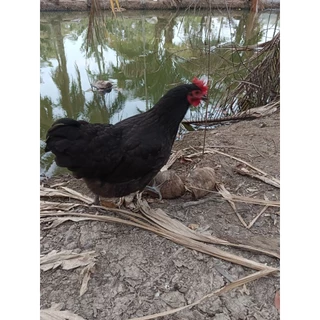 ไข่เชื้อไก่ออสตร้าลอป ออสเตรเลียแท้ (ชุด5-10ฟอง)