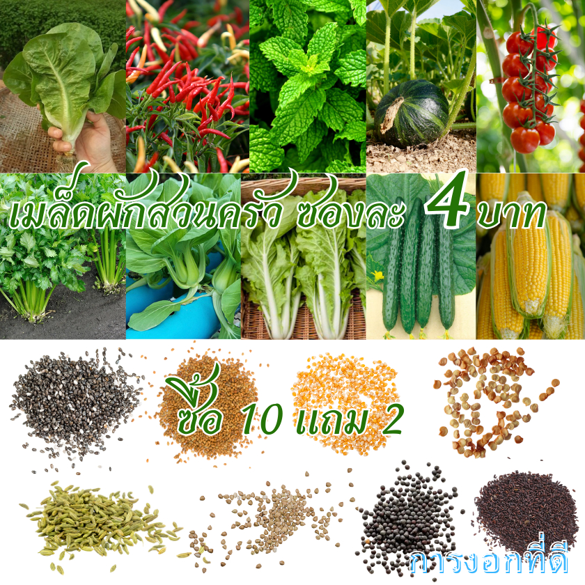 เมล็ดผักสลัด เมล็ดพันธุ์ผักสวนครัว (10แถม2คละได้) เมล็ดพันธุ์ผักสลัดอินทรีย์