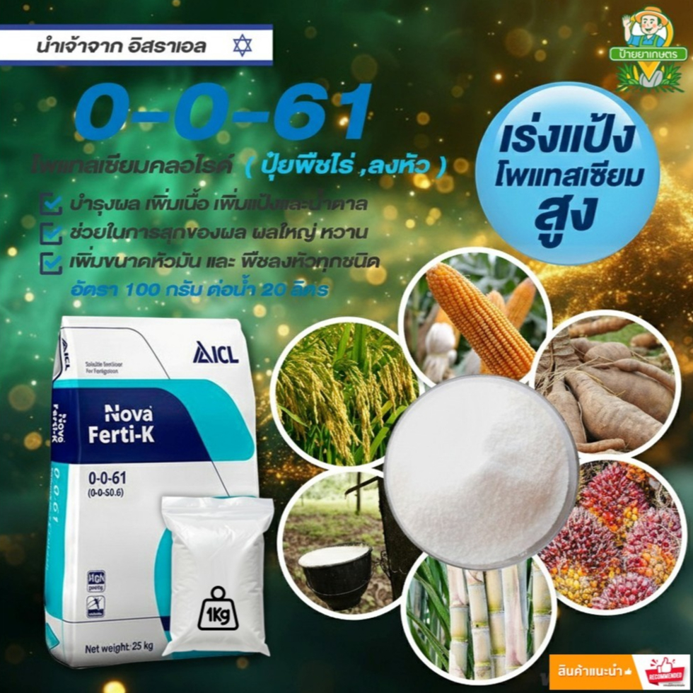 ปุ๋ยเกล็ด 0-0-61 ICL แบ่ง 1 กิโลกรัม โพแทสเซียมคลอไรด์ สร้างเนื้อ ขยายผล เพิ่มน้ำหนัก สะสมแป้งน้ำตาล