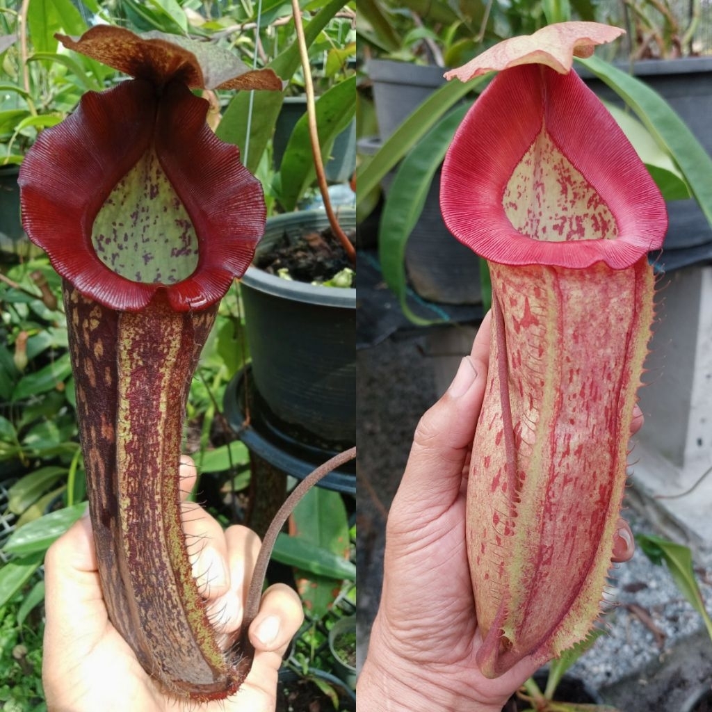 เมล็ดหม้อข้าวหม้อแกงลิงลูกผสมN.(rokko x boschiana)EP x [thorellii x miranda) x (bicalcalata x maxima)]1 ชุด 25 เมล็ด ราคาถูก Shopee Lazada