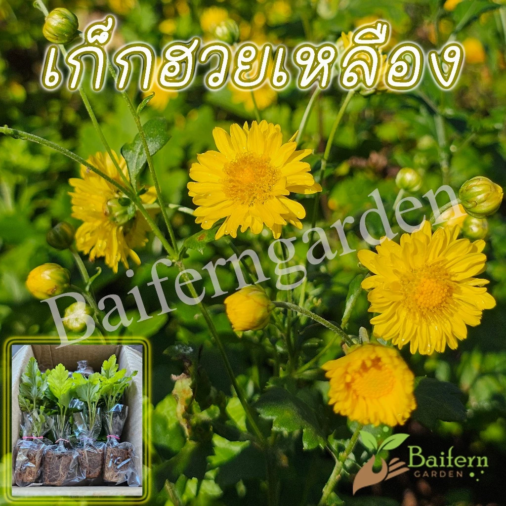 ต้นกล้าดอกเก๊กฮวยเหลือง ดอกไม้กินได้ พร้อมปลูกรากเยอะ ดอกชงดื่มได้