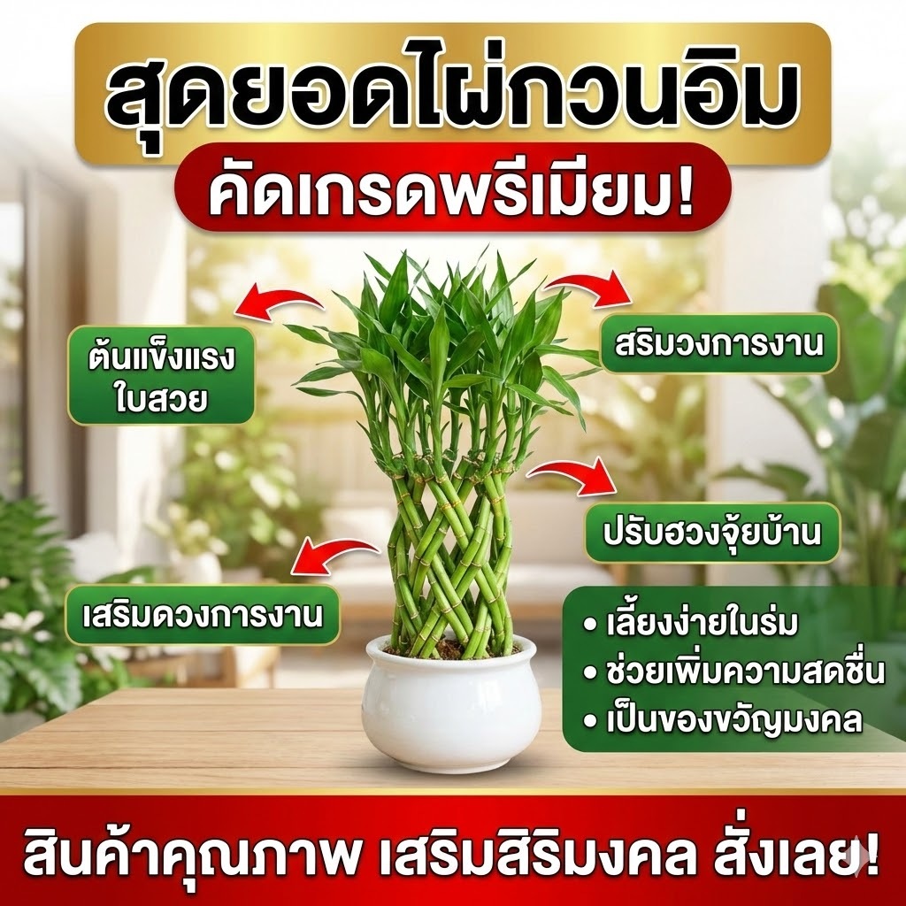 ไผ่กวนอิมไม้มงคลเสริมดวง คัดเกรดพรีเมียม! เลี้ยงง่ายในน้ำ เสริมฮวงจุ้ย โต๊ะทำงาน  พร้อมส่ง
