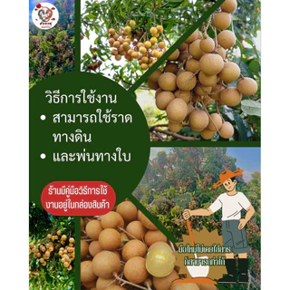 ปุ๋ยเร่งดอกลำไยให้ออกผล ใช้ราดทางดินและพ่นทางใบ เพื่อเร่งลำไยให้ออกลูก บรรจุ 1.0 กิโลกรัม