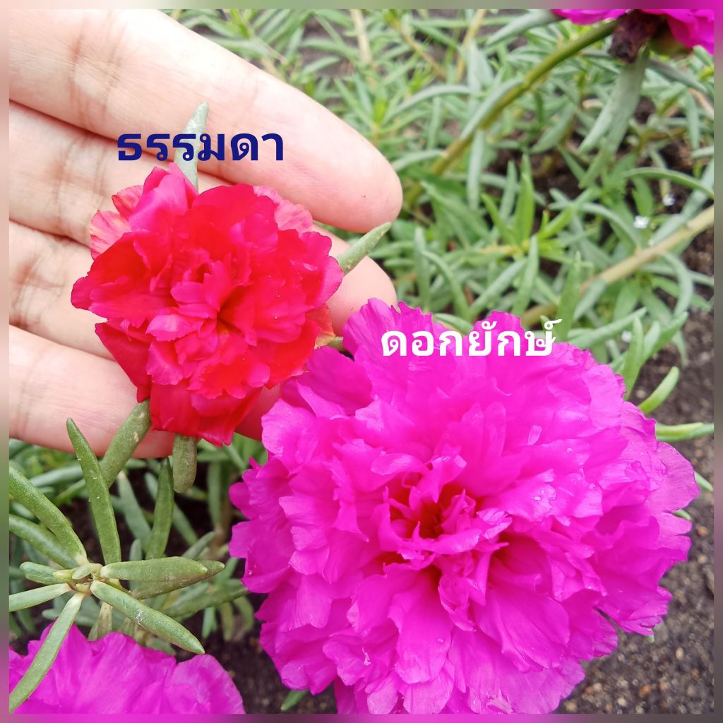 แพรดอกยักษ์  จัมโบ้ สีบานเย็น 10 กิ่ง