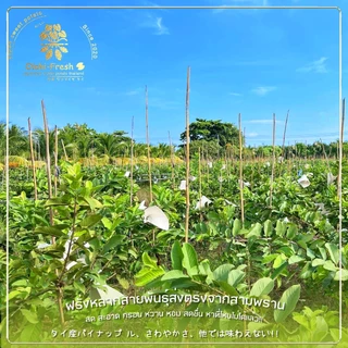 🇹🇭Oishi-fresh🍐ฝรั่งแป้นสีทอง คัดพิเศษ ปลอดสารพิษ รสชาติกรอบ สด ใหม่ ใยอาหารสูง หวานออร์แกนิค เคลมได้ 1-2 วัน