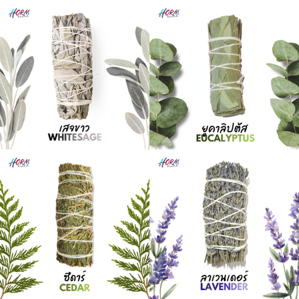 White sage เสจขาว ไวท์เสจ จุดไล่พลังงานไม่ดี ป้องกันพลังงานชั่วร้าย