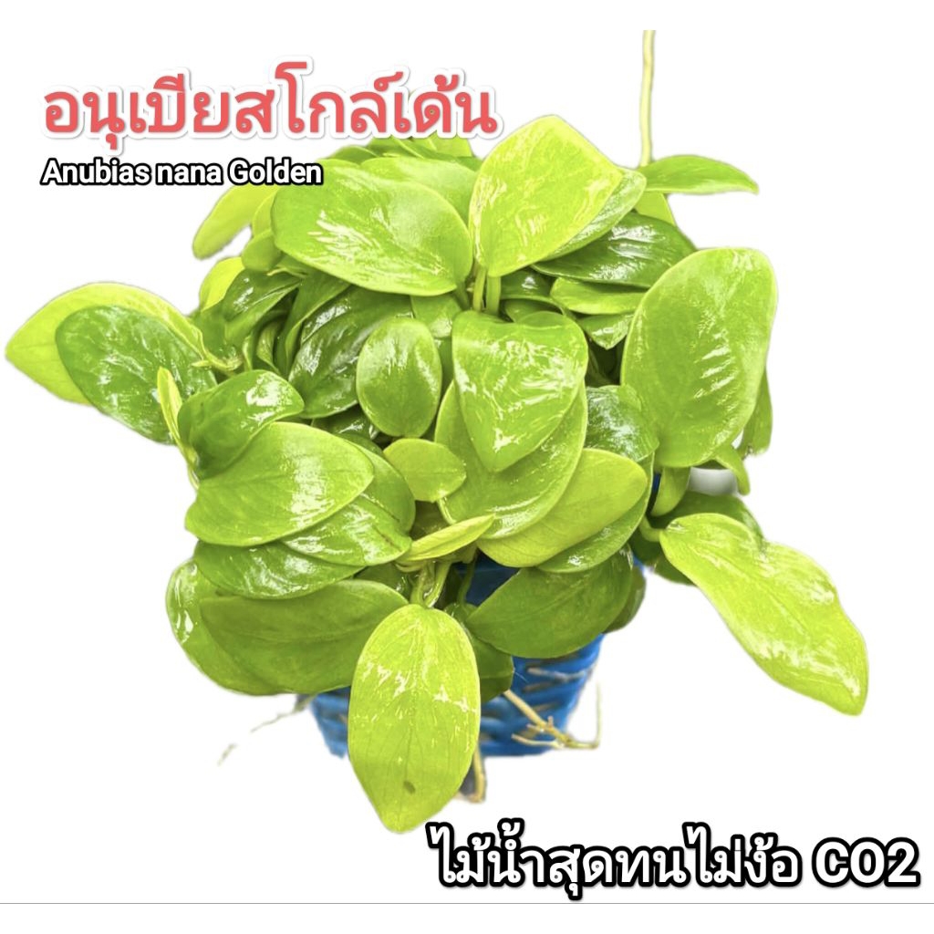 ต้นไม้น้ำอนุเบียสนานาโกล์เด้นAnubiasnanaGolden