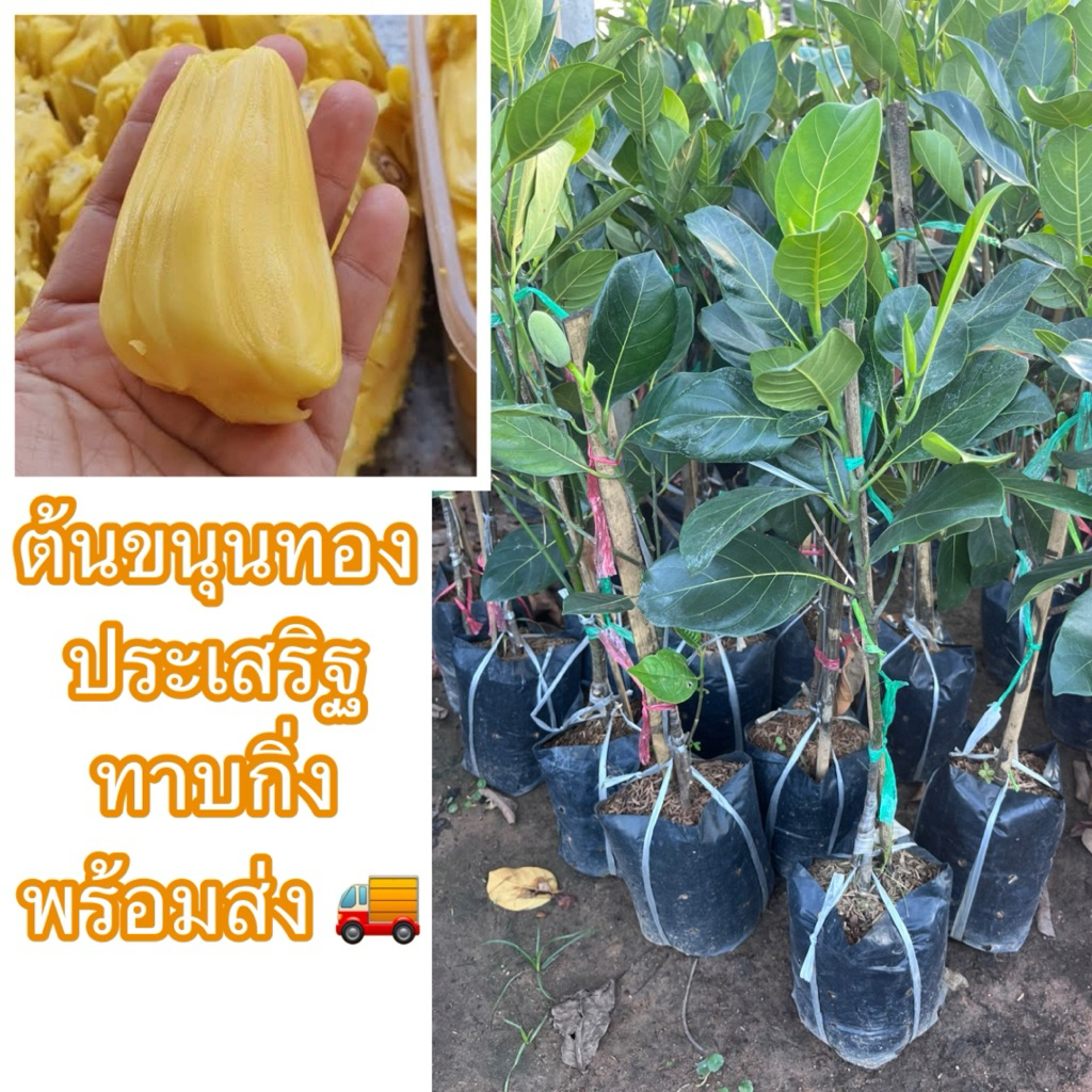 ต้นขนุนทองประเสริฐ ทาบกิ่ง ขนาด80-90ซม. ต้นใหญ่สมบูรณ์ พร้อมปลูก เนื้อมีสีเหลืองทอง หวานอร่อย เนื้อเยอะแน่นหนา น่ากินมาก