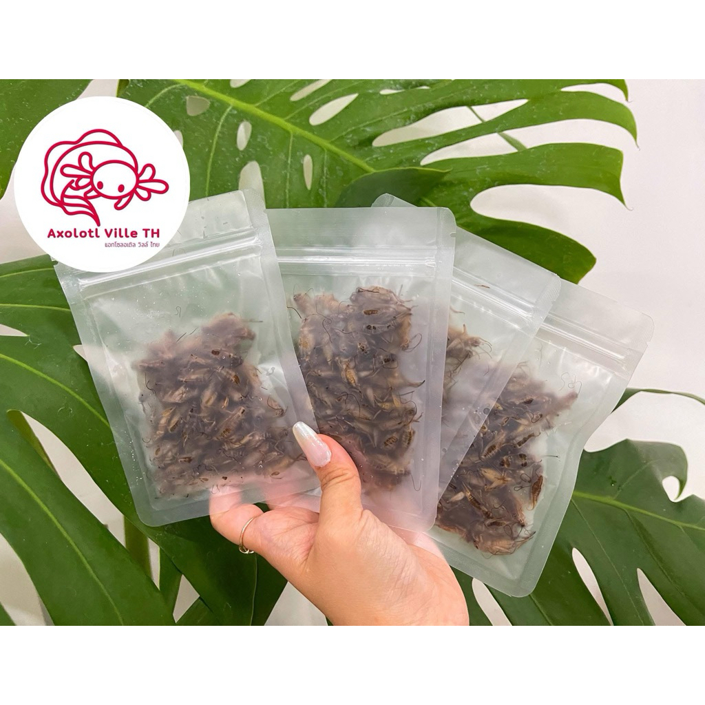 สะดิ้งแช่แข็ง (Frozen Crickets) สำหรับสายกินแมลง 🦗❄️