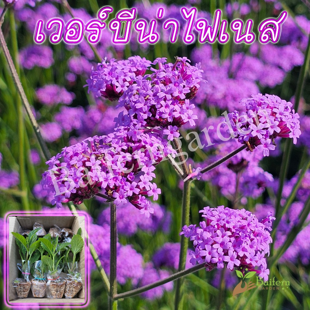 ต้นกล้าดอกเวอร์บีน่าไฟเนส(Verbena Bonariensis Finesse) ดอกไม้กินได้ รากแน่นพร้อมปลูก เลี้ยงง่าย ต้นอายุหลายปี