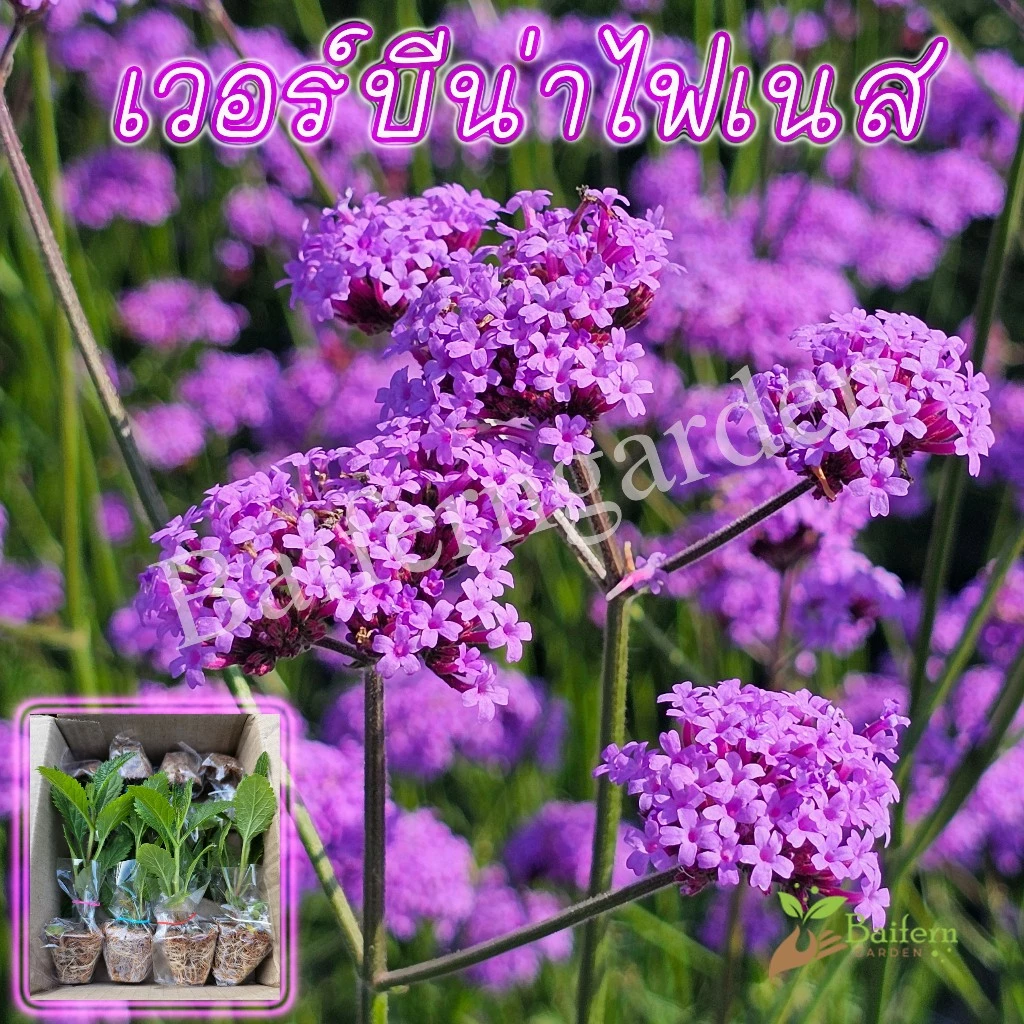 ต้นกล้าดอกเวอร์บีน่าไฟเนส(Verbena Bonariensis Finesse) ดอกไม้กินได้ รากแน่นพร้อมปลูก เลี้ยงง่าย ต้นอายุหลายปี