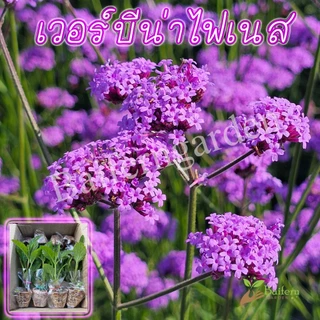 ต้นกล้าดอกเวอร์บีน่าไฟเนส(Verbena Bonariensis Finesse) ดอกไม้กินได้ รากแน่นพร้อมปลูก เลี้ยงง่าย ต้นอายุหลายปี