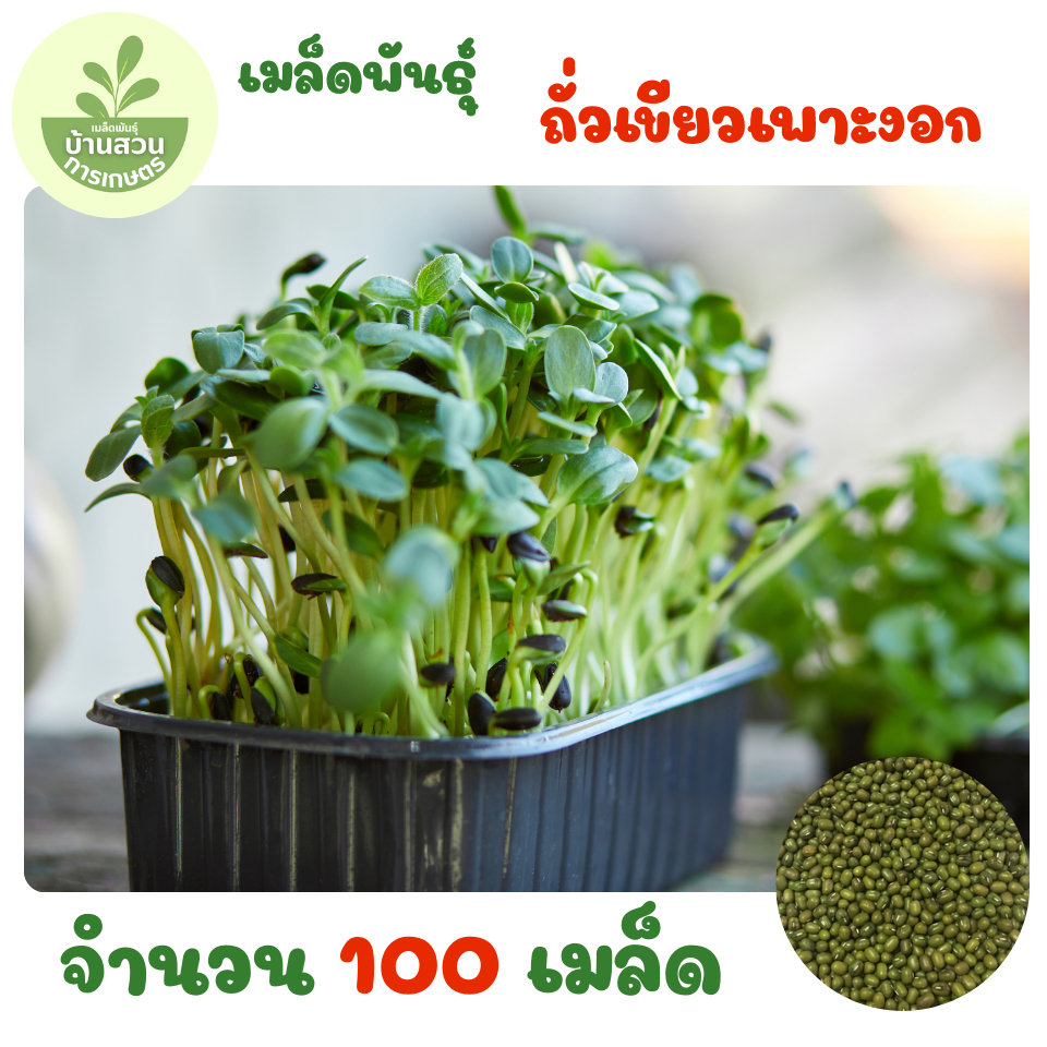 เมล็ดพันธุ์ถั่วเขียวเพาะงอก จำนวน 100 เมล็ด