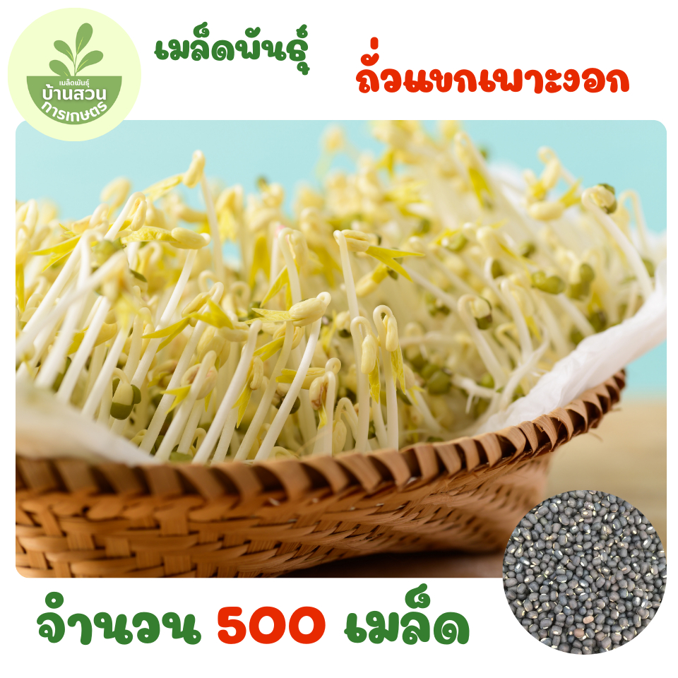 เมล็ดพันธุ์ถั่วแขกเพาะงอก จำนวน 500 เมล็ด