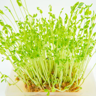 เมล็ดพันธุ์ถั่วลันเตาต้นอ่อน (โต้วเหมี่ยว) 500 เมล็ด