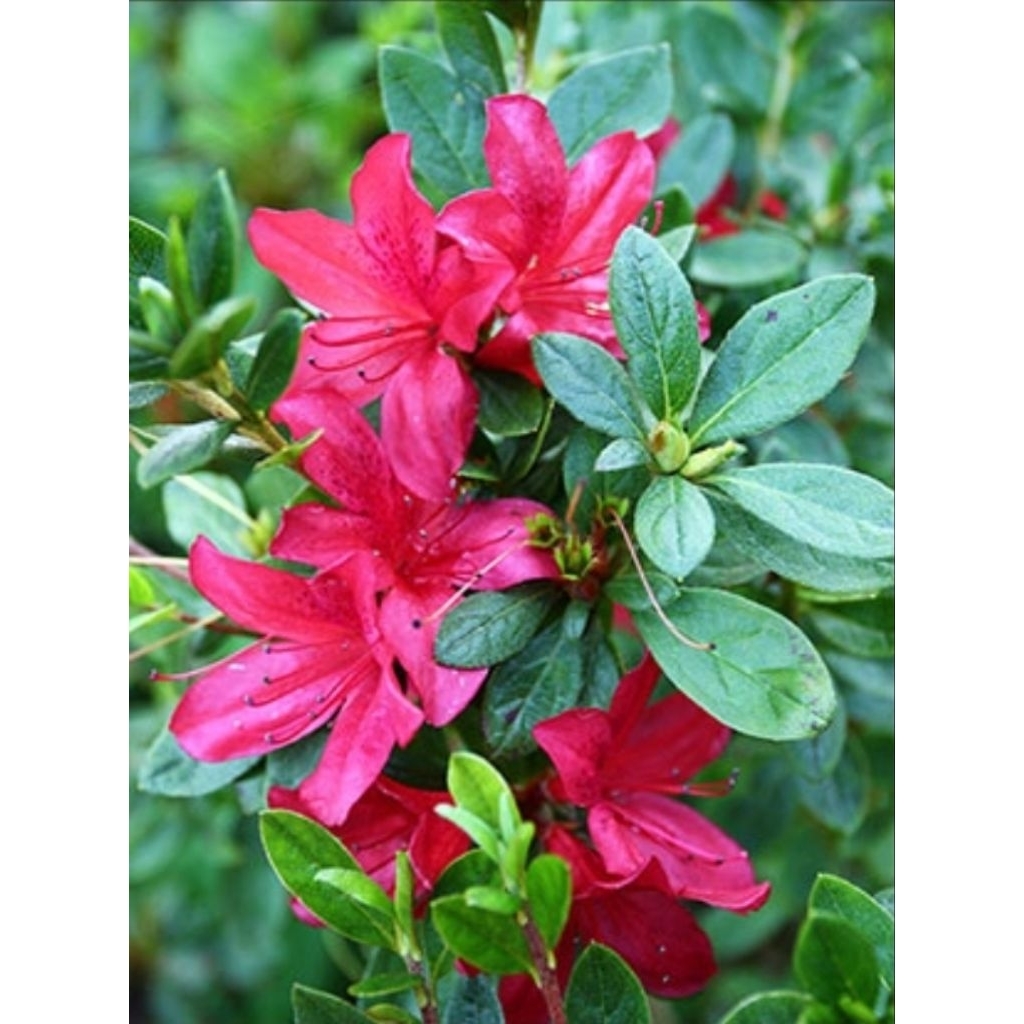 กุหลาบพันปี หรือ อาซาเลีย (Azalea) สีแดง เป็นไม้ดอกในสกุล Rhododendron (พร้อมส่งทั้งกระถาง 11 นิ้ว)