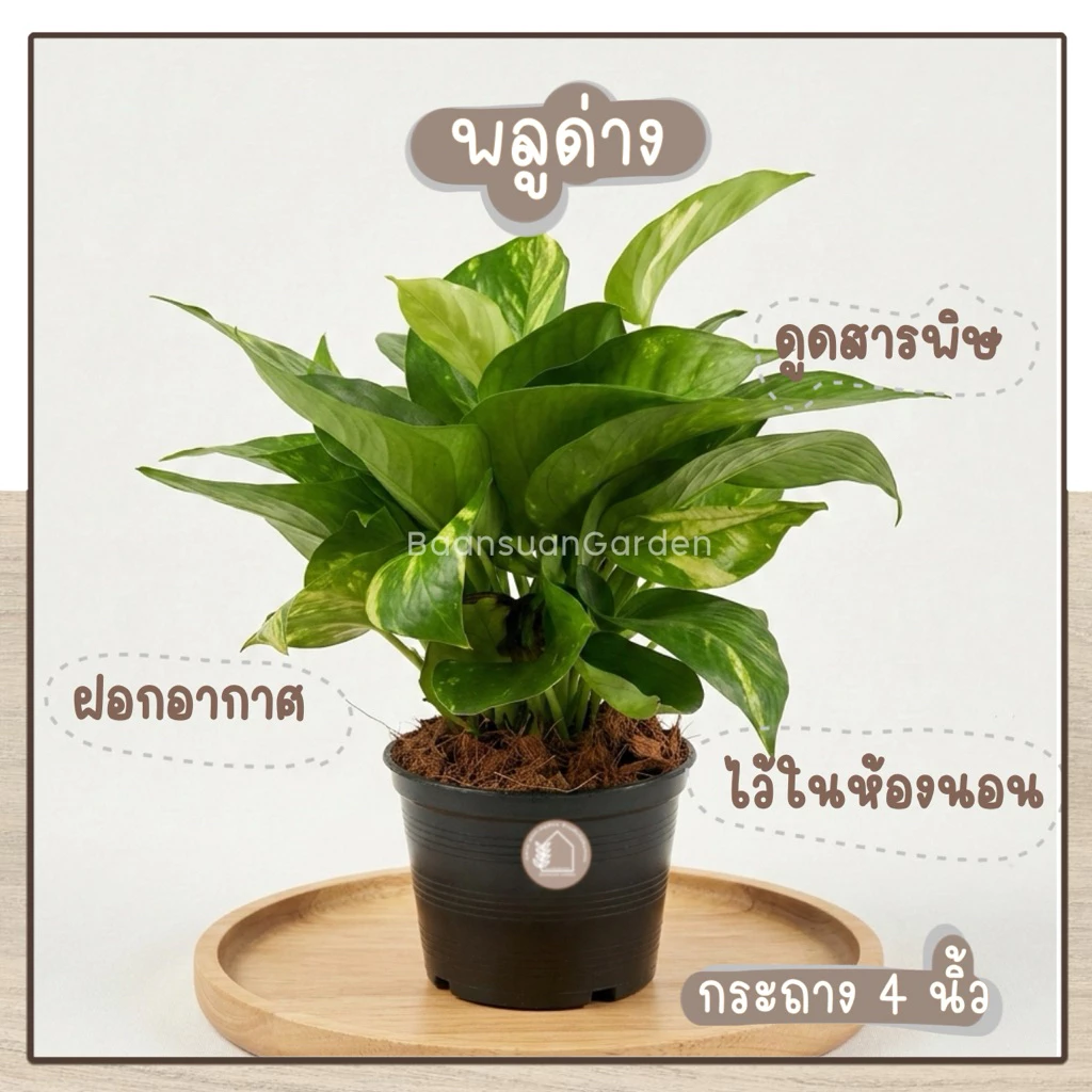 ต้นพลูด่าง พลูทอง ต้นไม้ฟอกอากาศ ปลูกในห้องน้ำ ห้องนอน กระถาง 4 นิ้ว
