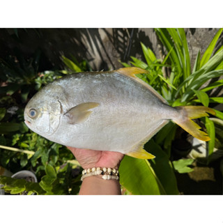 ปลาจาระเม็ดทอง 1-2 ตัวโล