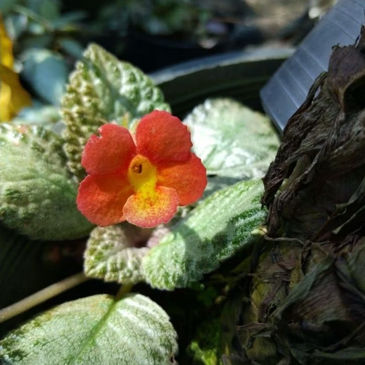 Episcia Blushing Lisa พรมกำมะหยี่ (ดอกเป็นสีแดง,สีส้ม,เหลือง)กระถาง4นิ้ว – โปรปัง