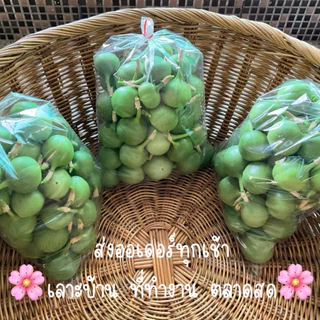 ผักอีนูนผักสาบพันธุ์ทวายลูกอ่อนผลสด