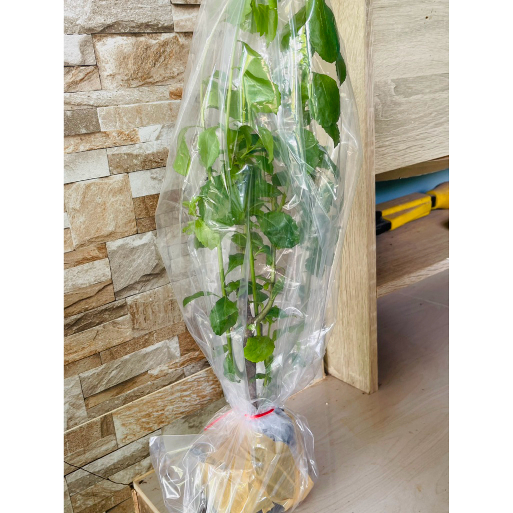 ต้นพันธุ์ใบขลู่เพาะชำกิ่งในถุงดำรากเดินดีพร้อมปลูก ราคา ถูกที่สุด ดีลบีเคเค แกลเลอรีภาพที่ 9