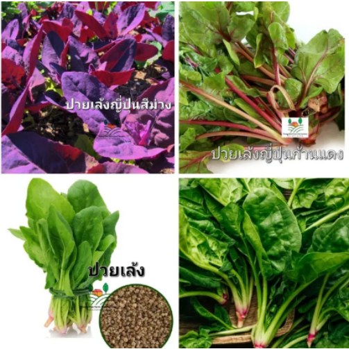 Spinach Seeds 6g/Pack Fresh Organic Spinach Vegetable Seeds Vegetable Plan Vegetable Seeds Kitchen V