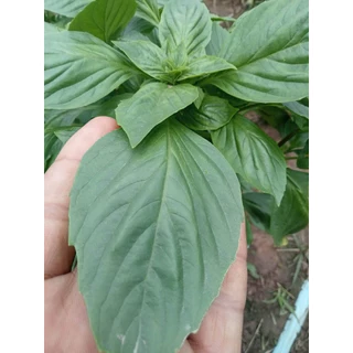 โกลด์ไบโอพลัส สูตรเร่งน้ำหนัก ไซส์จัมโบ้ ระเบิดไซส์ น้ำหนักดี สีสวย