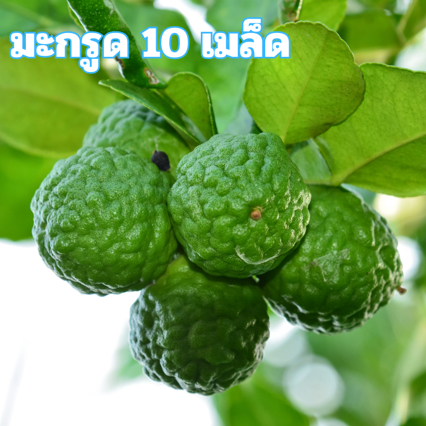 เมล็ดพันธุ์มะกรูด 10 เมล็ด