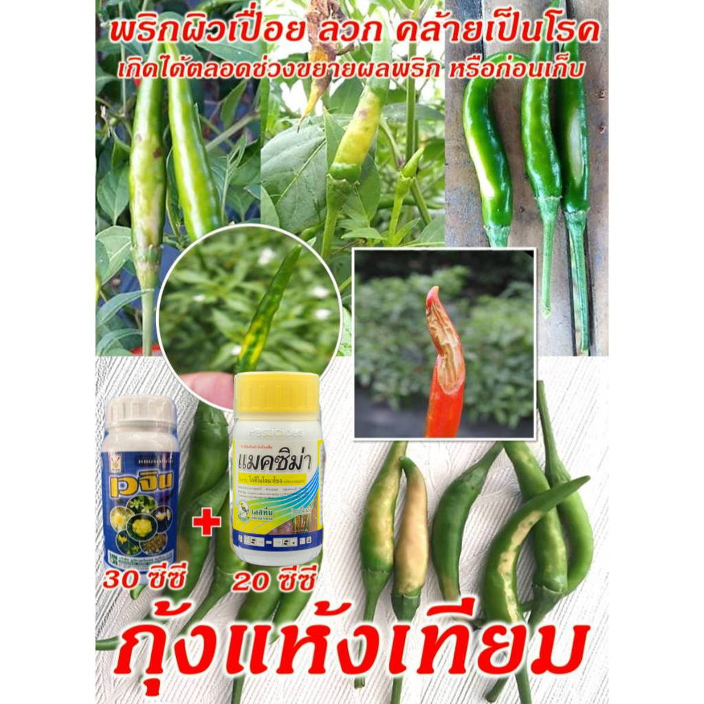 กุ้งแห้ง กุ้งแห้งเทียม พริก มะเขือ ผลเปื่อย ด่างขาว ผิวลวก ผลแตก ไส้กลวง แมคซิม่า+เวจิน สูตรเข้มข้น โรคหาย