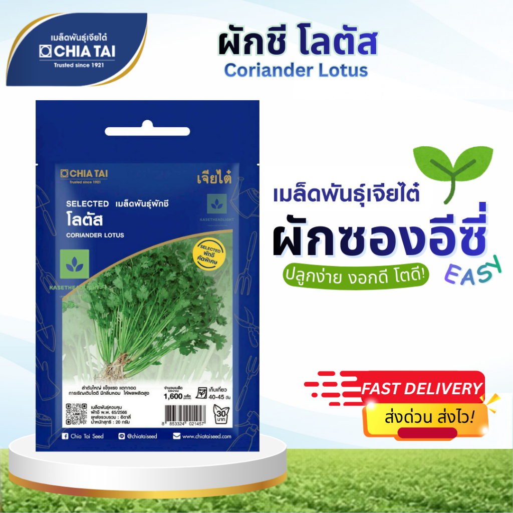 Easy เมล็ดพันธุ์ผักชี โลตัส 1,600เมล็ด เจียไต๋ Coriander Lotus