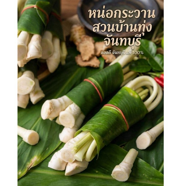 หน่อกระวาน สวนบ้านทุ่ง กระวานตัดสด จันทบุรี