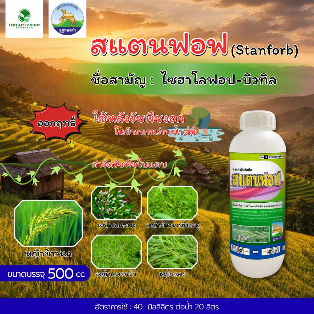 แสตนฟอบ ไซฮาโลฟอป-บิวทิล 10% หญ้าดอกขาว หญ้าแดง หญ้าข้าวนกสีชมพู หางหมา พุ่มพวง (ขนาด 500cc) โอเอซิส
