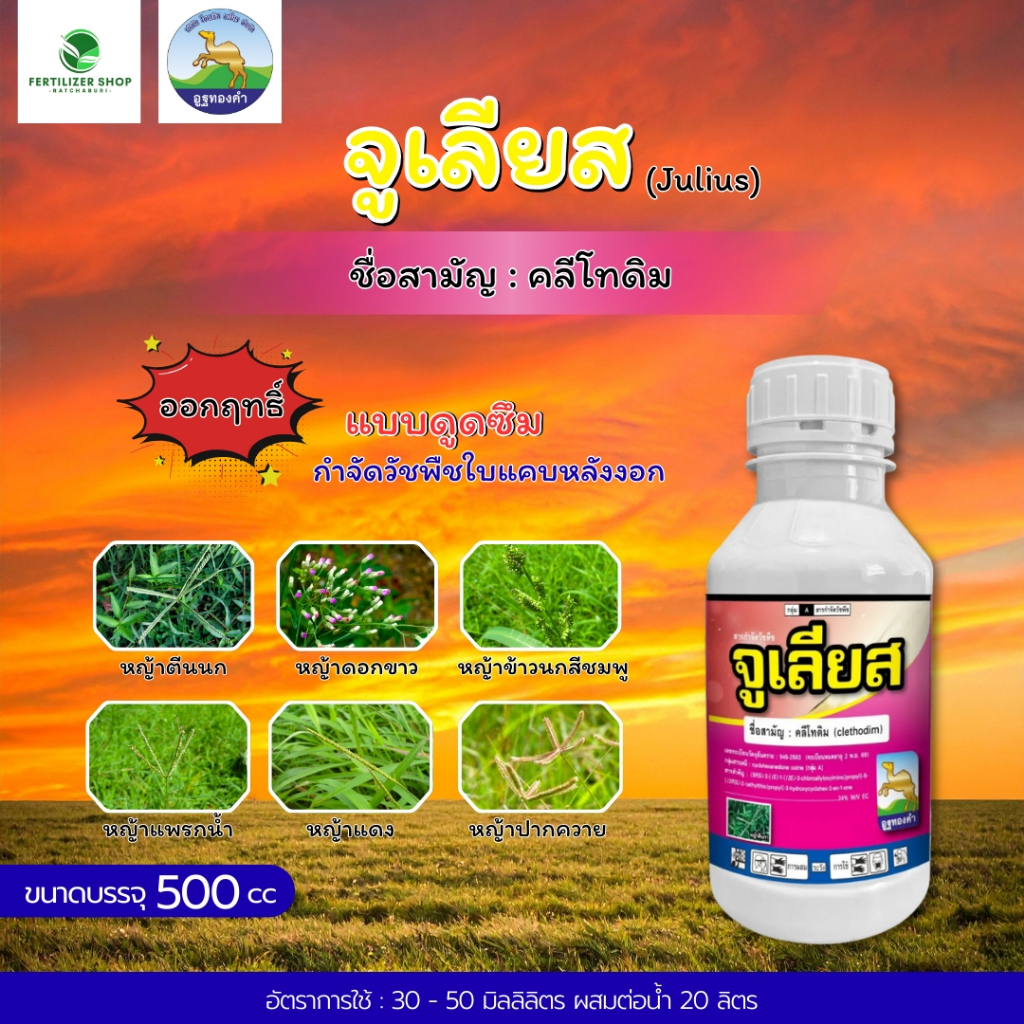 จูเลียส คลีโทดิม (ขนาด 500cc) โอเอซิส