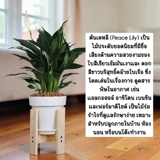 💤🤍ต้นเดหลี Peace Lily พร้อมกระถาง+เม็ดPopper+จานรอง+ขาตั้งไม้สน (ต้นไม้ฟอกอากาศ)