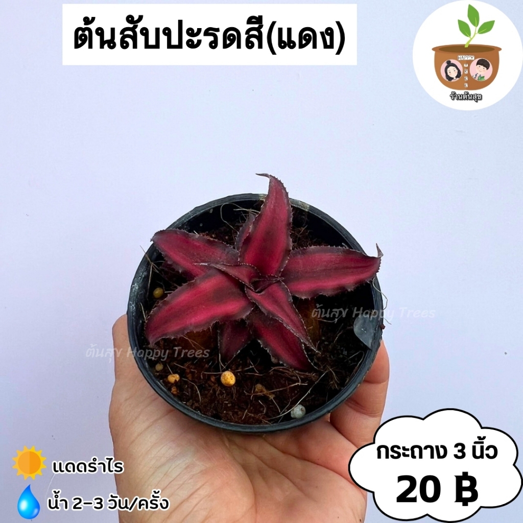 ต้นสับปะรดสีแดง กระถาง 3 นิ้ว จัดส่ง 2 ต้นขึ้นไป คละกับต้นอื่นได