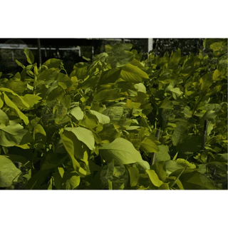 [พร้อมส่ง] ต้นทองนพเก้า ต้นชะแมบทอง (Horse Bush) ใบสีทองไม้มงคล สูง100cm