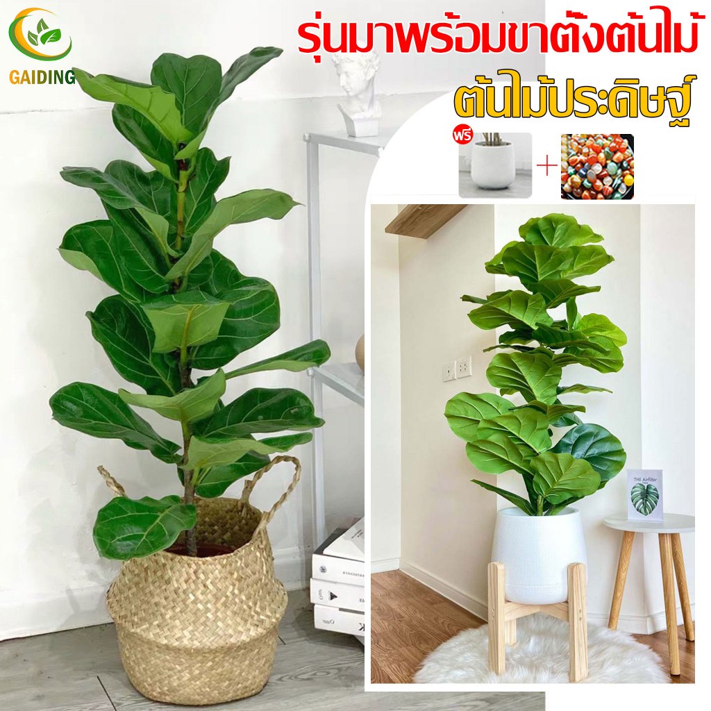 【ฟรี!!ที่วางดอกไม้ไม้ ต้นไม้มงคล】ต้นไม้ปลอม ต้นไม้ปลอมใหญ่ 95/110/120cm ตั้งบริเวณบ้าน ข้างโซฟา