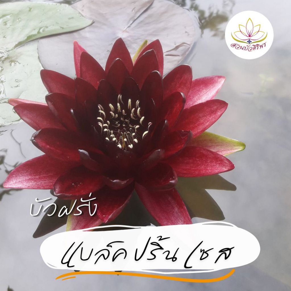 ต้นพันธุ์บัวฝรั่ง "แบล็คปริ้นเซส" (Black Princess)