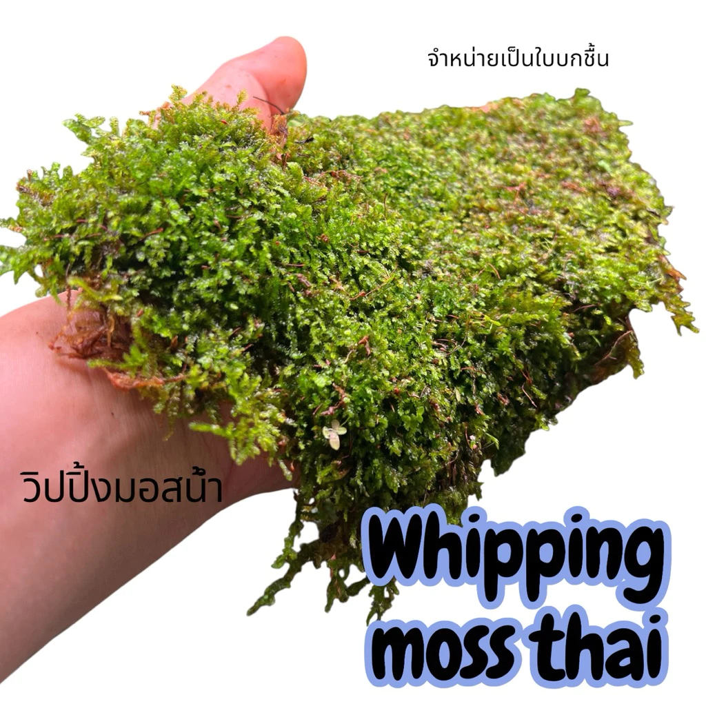 whipping moss วิปปิ้งมอสไทย สำหรับทำ เทอราเรี่ยม พาลูดาเลี่ยม เลี้ยงในน้ำมอสน้ำ ประดับตู้ปลา ตู้กุ้ง ขนาดใหญ่แน่นๆ