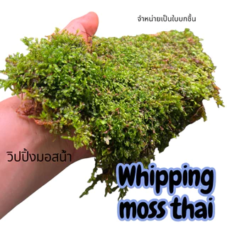 whipping moss วิปปิ้งมอสไทย สำหรับทำ เทอราเรี่ยม พาลูดาเลี่ยม เลี้ยงในน้ำมอสน้ำ ประดับตู้ปลา ตู้กุ้ง ขนาดใหญ่แน่นๆ