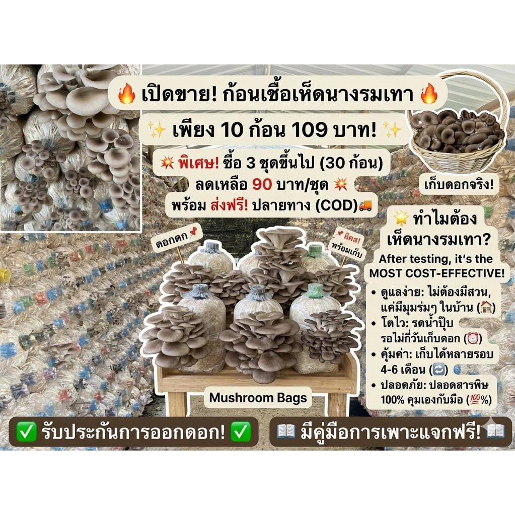 นางรมเทา(ดำ)10ก้อน รับประกันการออกดอก พร้อมคู่มือการเพาะ