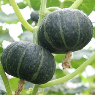 【ซื้อ 5 แถม 5 ฟรี】เมล็ดพันธุ์ ฟักทองญี่ปุ่น ประมาณ 25 เมล็ด Japanese Pumpkin Seeds Vegetable Plants เมล็ดพันธุ์ผัก เมล็ด