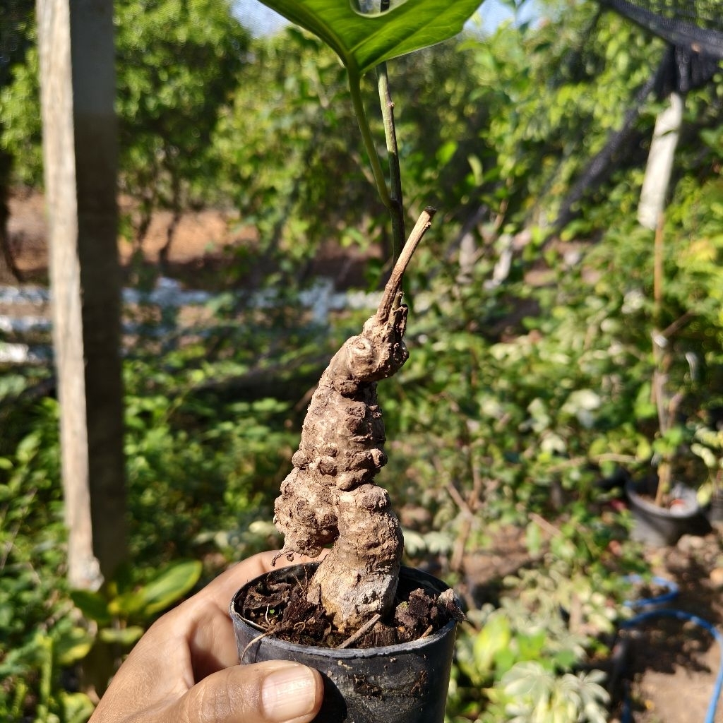อีนูน ไม้โชว์โขด โขดสวย ส่งทั้งกระถาง
