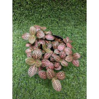 ต้นพรมออสเตรเลียแดงลายชมพู(Fittonia) ไม้ในกระถาง3"