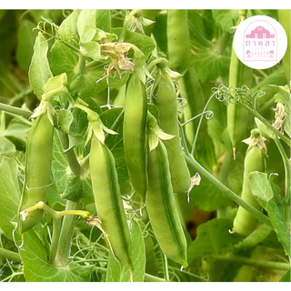 เมล็ดพันธุ์ถั่วลันเตา 10 เมล็ด