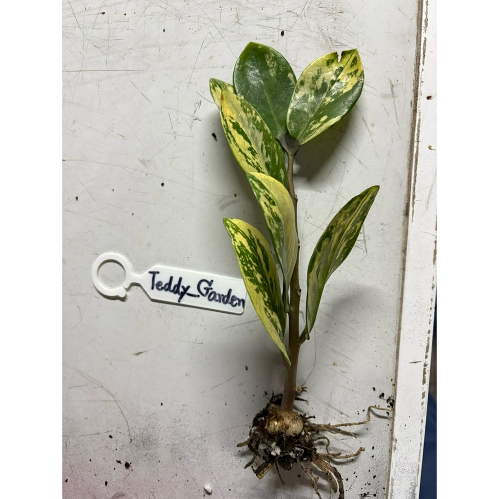กวักมรกตด่าง Zamioculcas zamiifolia variegated