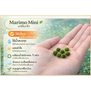 marimoมาริโมะเบบี้จิ๋ว ขนาด0.5cm น่ารักสายพันธุ์ โตไวขนสวย