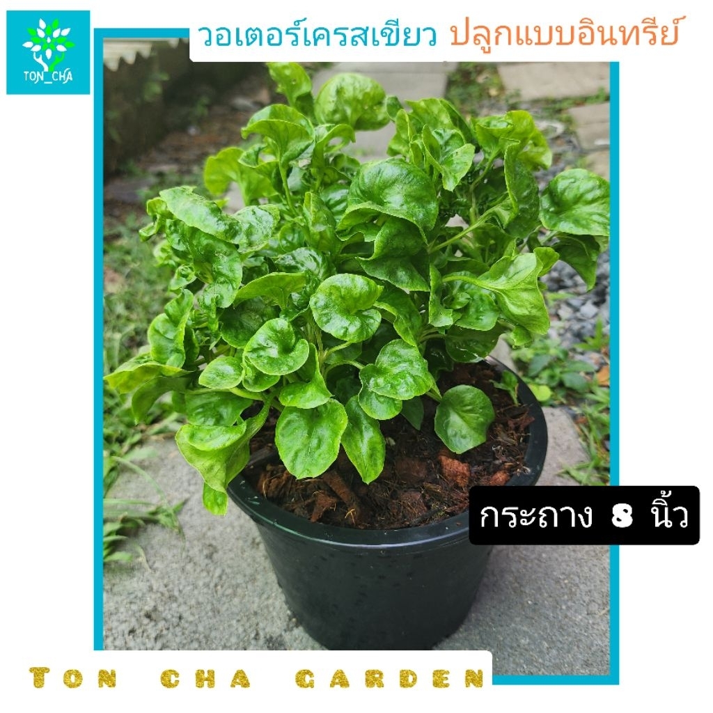 วอเตอร์เครส ออร์แกนิค ปลูกแบบอินทรีย์ ผักสลัด